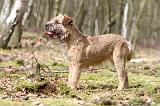BORDER TERRIER 030